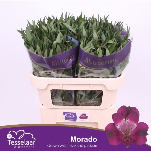 Срезанные цветы оптом Alstroemeria morado от 40шт из Голландии с доставкой по России