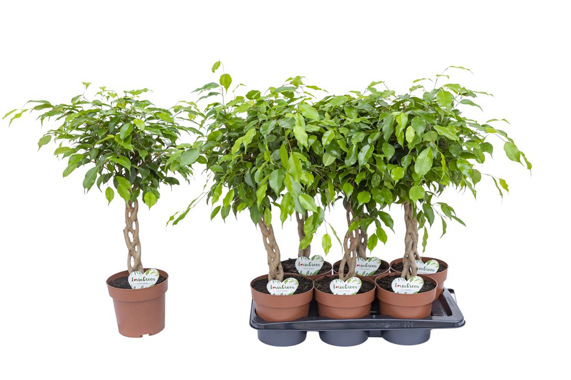 Горшечные цветы и растения оптом Ficus Be Bundy Twisted Stem от 6шт из Голландии с доставкой по России