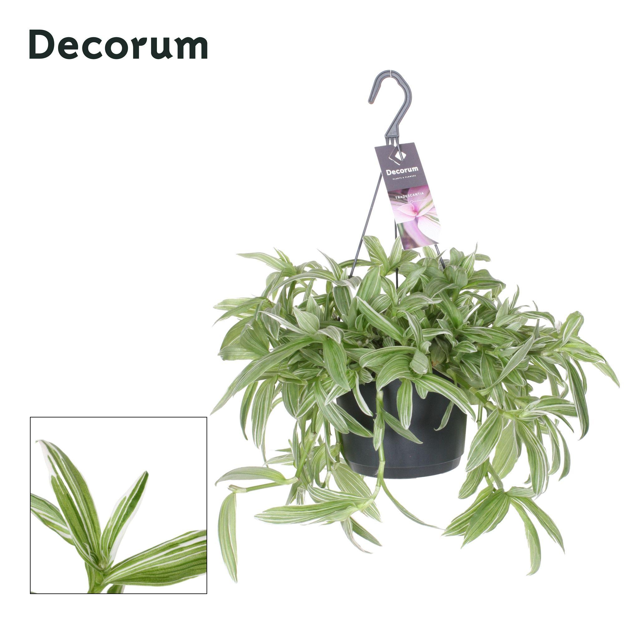 Горшечные цветы и растения оптом Tradescantia Albi Silvery Hill Hp 17 Cm от 6шт из Голландии с доставкой по России