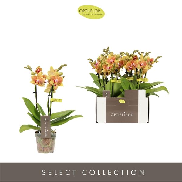 Горшечные цветы и растения оптом Phal 3st Optifriend Indy 25+ (opti) от 8шт (для телеги) из Голландии с доставкой по России