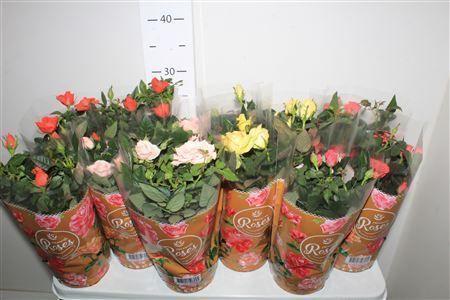 Горшечные цветы и растения оптом Ro Fav Ro Gem 4 Srt от 12шт из Голландии с доставкой по России