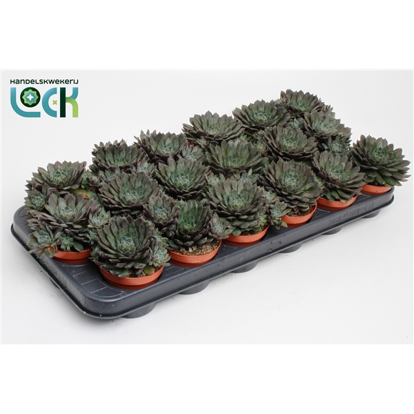 Горшечные цветы и растения оптом Echeveria Rondo от 18шт из Голландии с доставкой по России