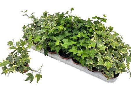 Горшечные цветы и растения оптом Hedera Mix от 21шт (для телеги) из Голландии с доставкой по России Горшечные цветы и растения оптом Hedera Mix от 21шт (для телеги) из Голландии с доставкой по России