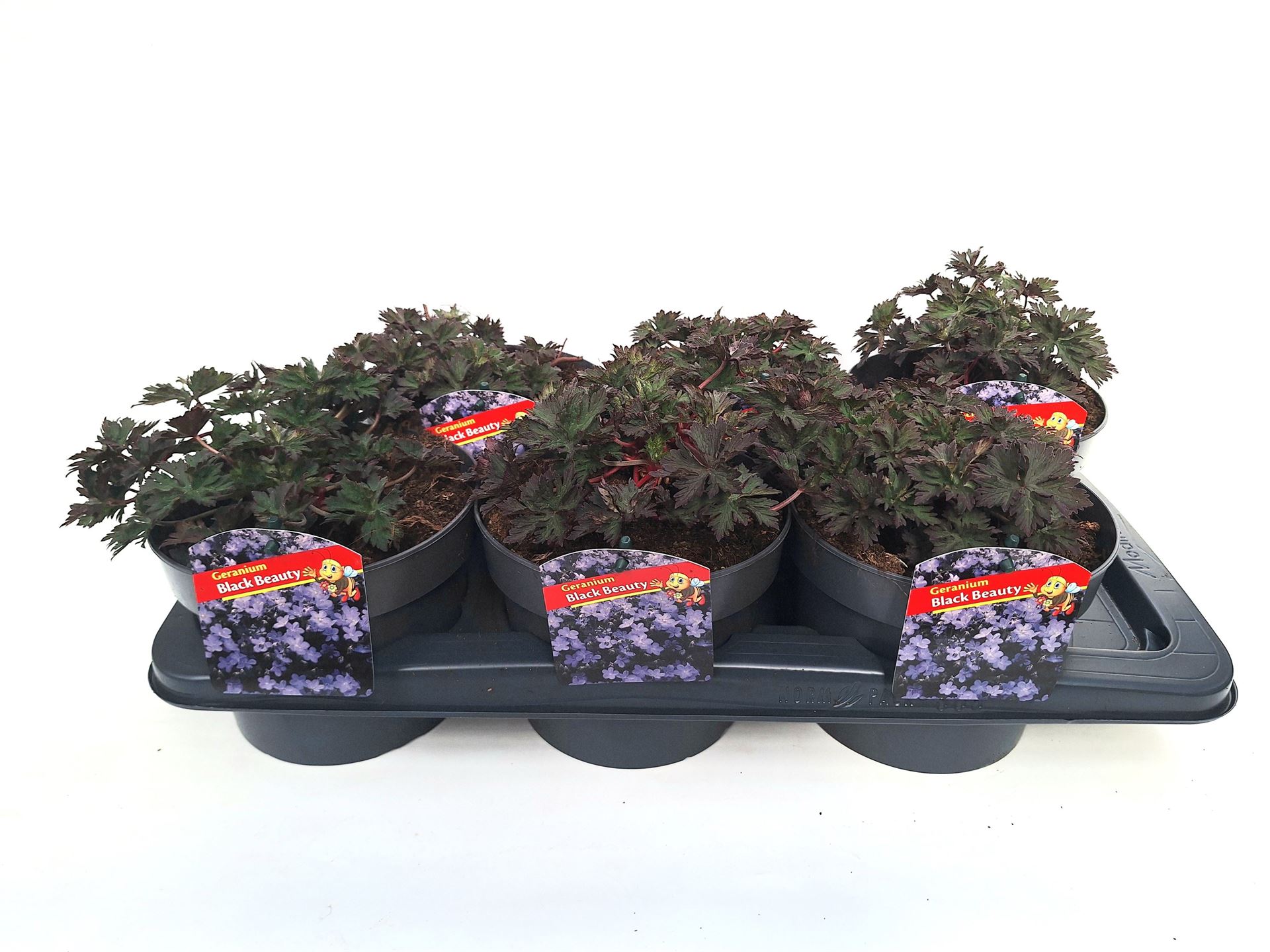 Горшечные цветы и растения оптом Geranium   ... от 6шт из Голландии с доставкой по России