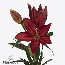 Срезанные цветы оптом Lilium la modena от 60шт из Голландии с доставкой по России Срезанные цветы оптом Lilium la modena от 60шт из Голландии с доставкой по России