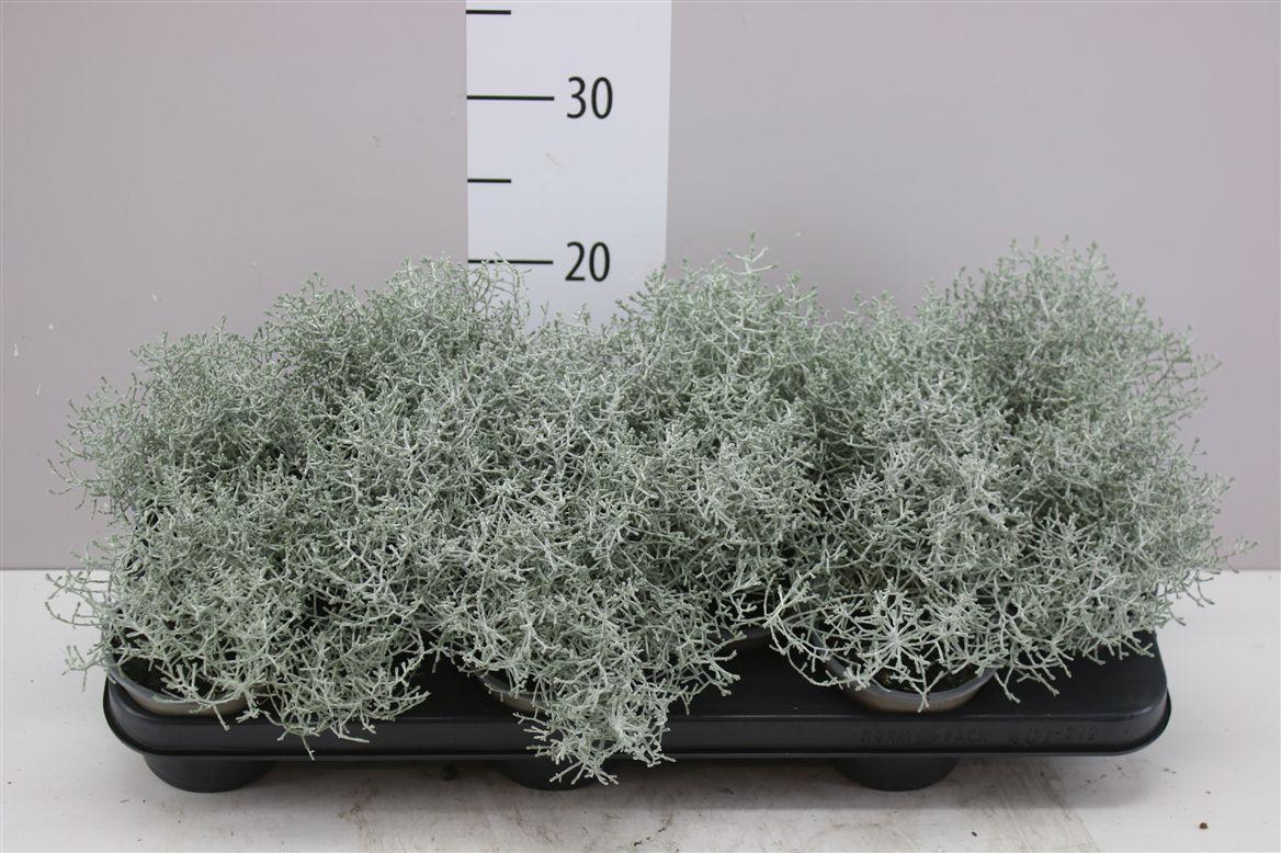 Горшечные цветы и растения оптом Calocephalus от 12шт из Голландии с доставкой по России