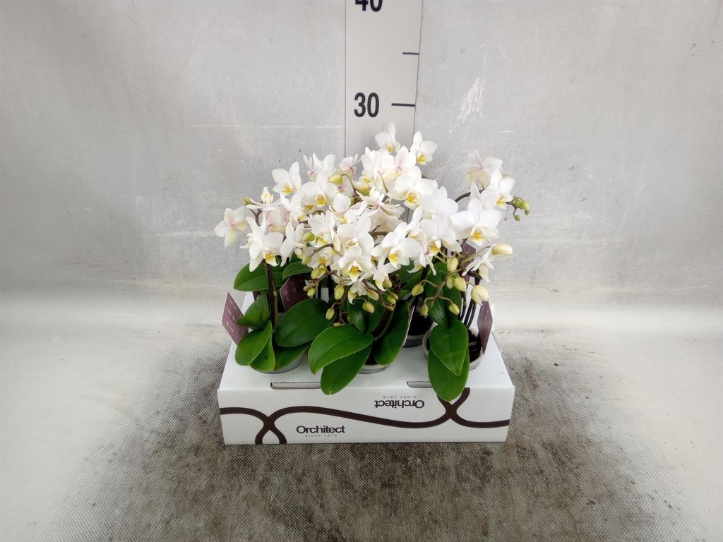 Горшечные цветы и растения оптом Phalaenopsis   ...mini от 8шт из Голландии с доставкой по России