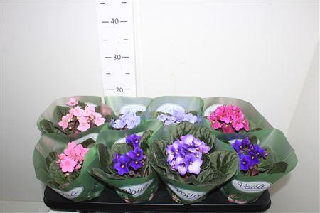 Горшечные цветы и растения оптом Saintp Gem от 8шт (для телеги) из Голландии с доставкой по России Горшечные цветы и растения оптом Saintp Gem от 8шт (для телеги) из Голландии с доставкой по России