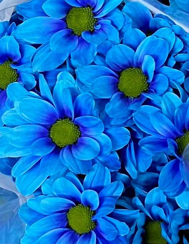 Срезанные цветы оптом Chrys sp paint kennedy blue от 160шт. из Голландии с доставкой по России