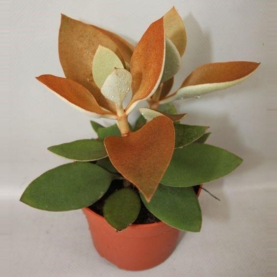 Горшечные цветы и растения оптом Kalanchoe Orgyalis от 8шт из Голландии с доставкой по России