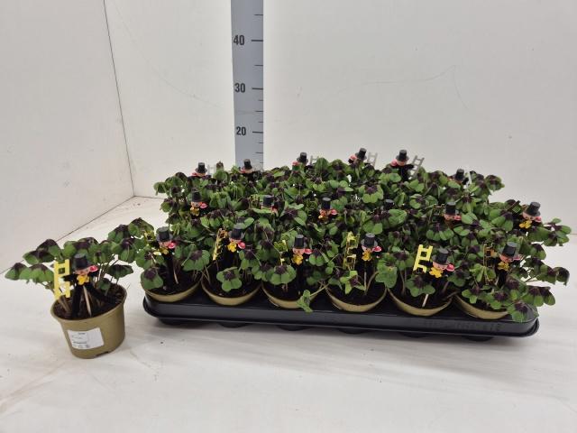 Горшечные цветы и растения оптом Oxalis Deppei P9 от 18шт (для телеги) из Голландии с доставкой по России