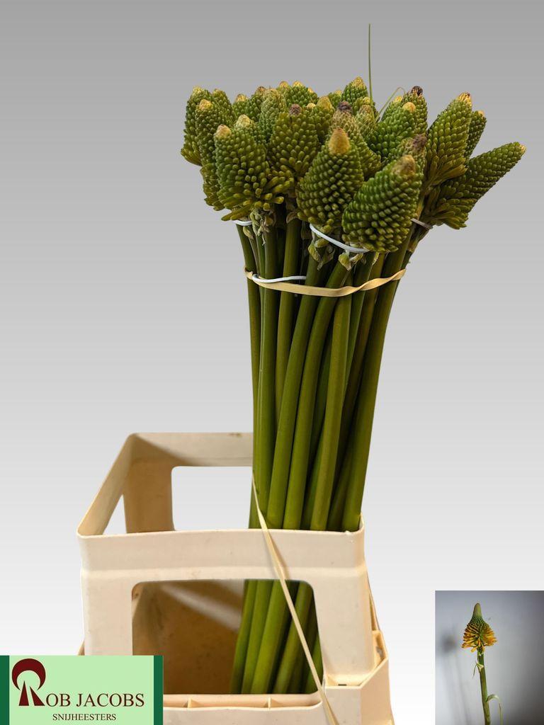 Срезанные цветы оптом Kniphofia magical happy halloween от 50шт из Голландии с доставкой по России