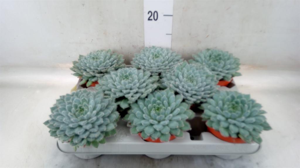 Горшечные цветы и растения оптом Echeveria Setosa от 6шт из Голландии с доставкой по России