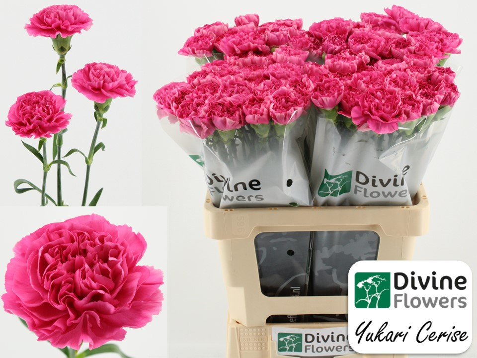 Срезанные цветы оптом Dianthus st yukari cerise от 80шт из Голландии с доставкой по России