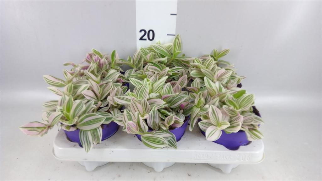 Горшечные цветы и растения оптом Tradescantia ... AA от 6шт из Голландии с доставкой по России