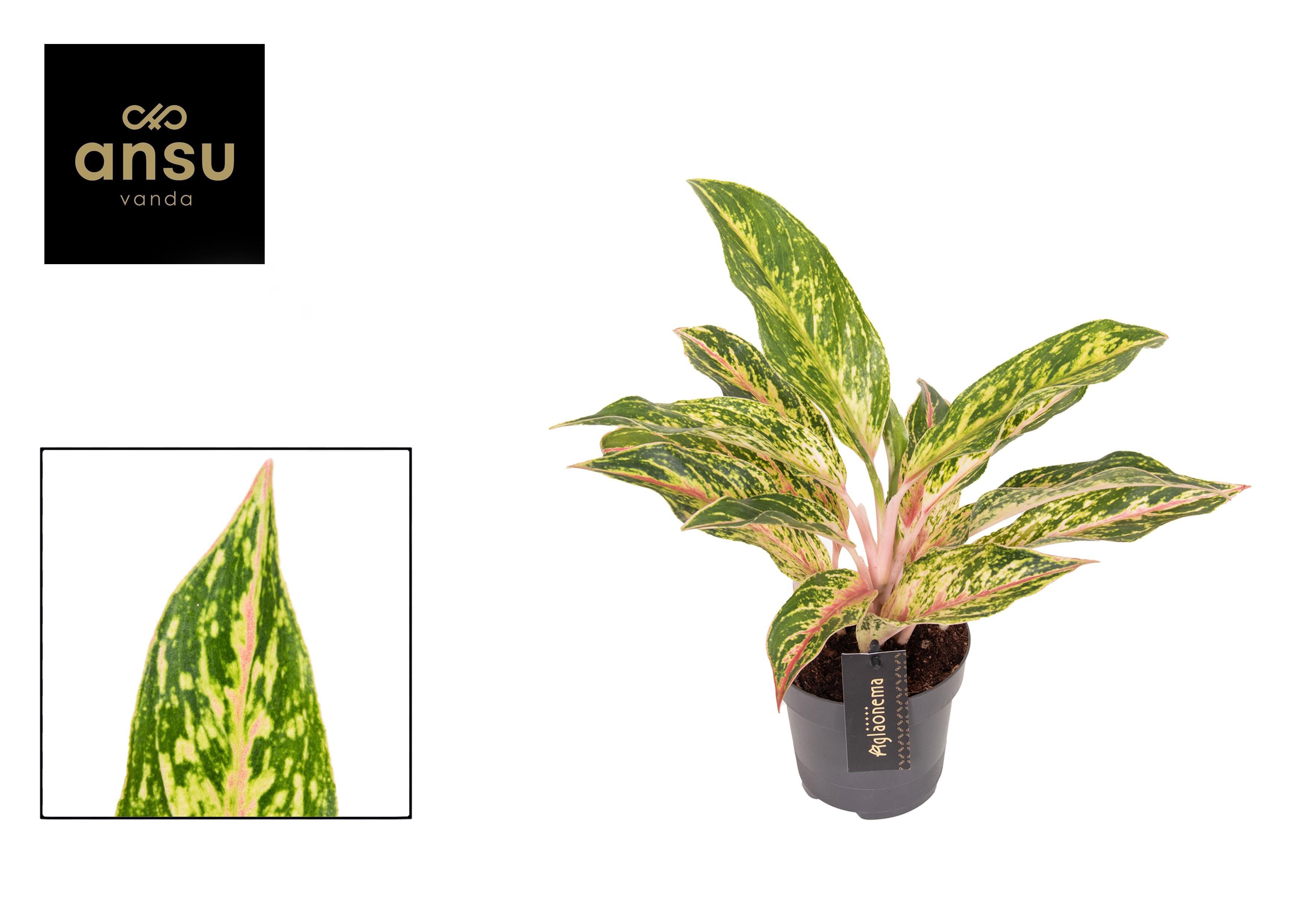 Горшечные цветы и растения оптом Aglaonema Twiggy Red от 6шт из Голландии с доставкой по России