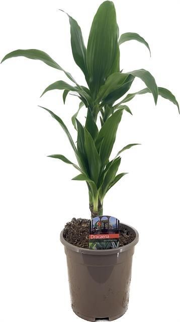 Горшечные цветы и растения оптом Dracaena Frag. Janet Craig 30-10 от 6шт из Голландии с доставкой по России