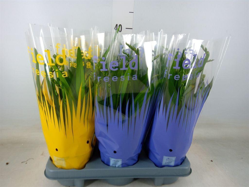 Горшечные цветы и растения оптом Freesia   ... от 6шт из Голландии с доставкой по России