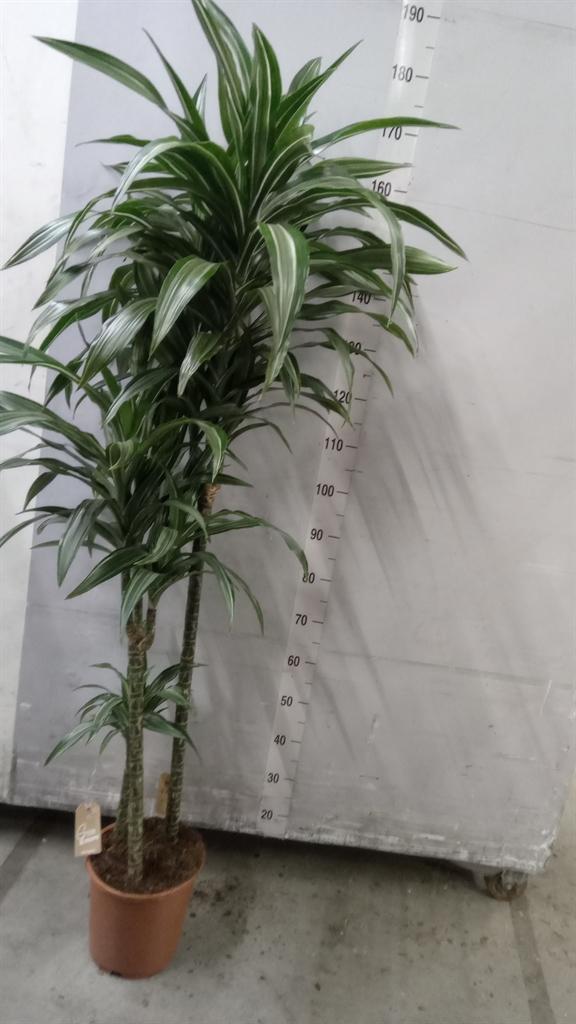 Горшечные цветы и растения оптом Dracaena Fr De ulises от 1шт из Голландии с доставкой по России