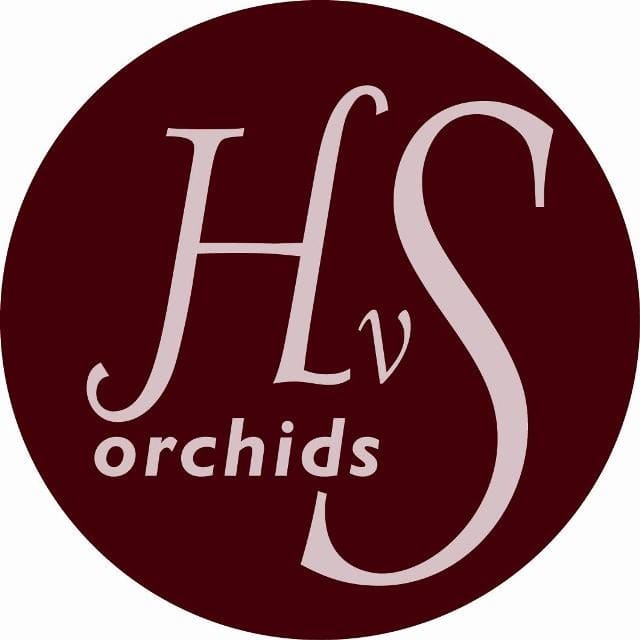 Срезанные цветы оптом Cymbidium yellow cookbridge от 12шт. из Голландии с доставкой по России