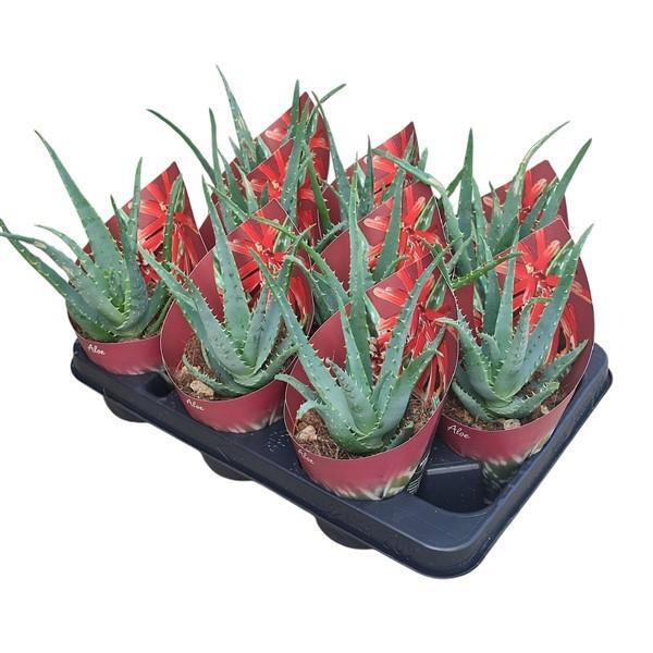 Горшечные цветы и растения оптом Aloe Arborescens Potcover от 9шт из Голландии с доставкой по России