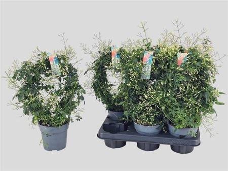 Горшечные цветы и растения оптом Jasm Polyanthum Wit 300+ от 6шт из Голландии с доставкой по России