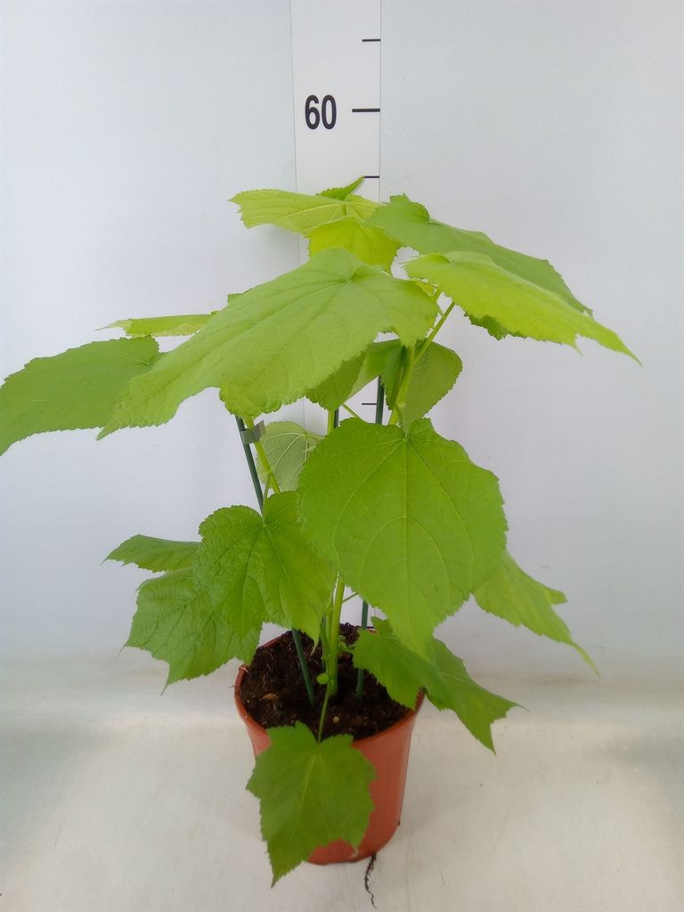 Горшечные цветы и растения оптом Sparrmannia Africana от 1шт из Голландии с доставкой по России