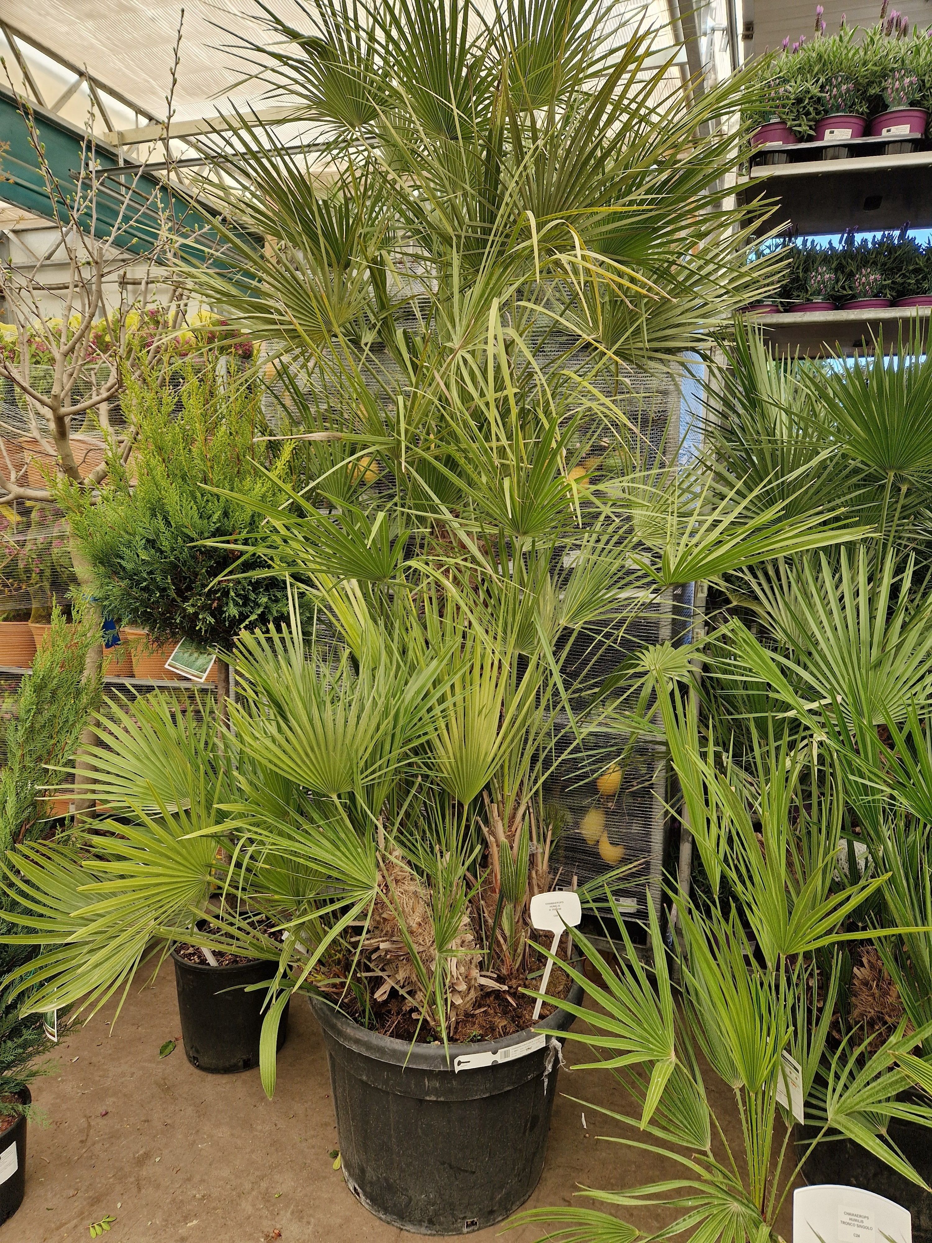 Горшечные цветы и растения оптом Cham Humilis от 1шт из Голландии с доставкой по России