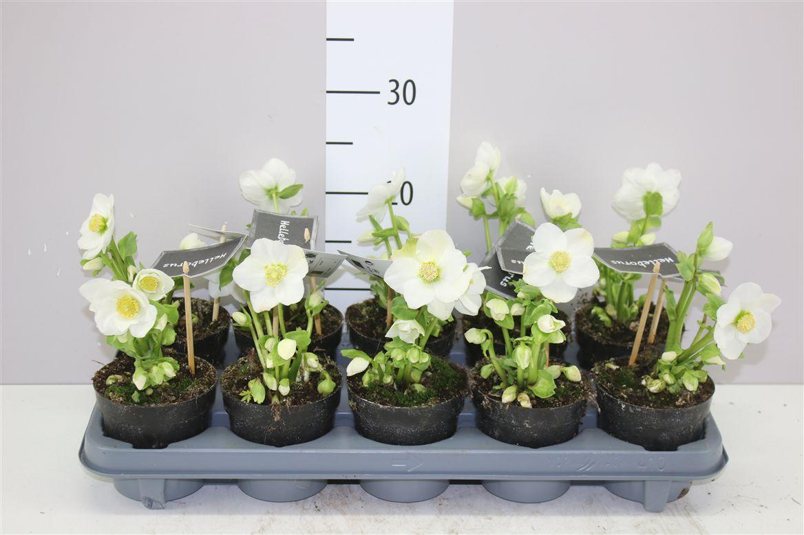 Горшечные цветы и растения оптом Helleborus Ni Winter Fleur 12+ Zonder Blad Medium от 10шт из Голландии с доставкой по России