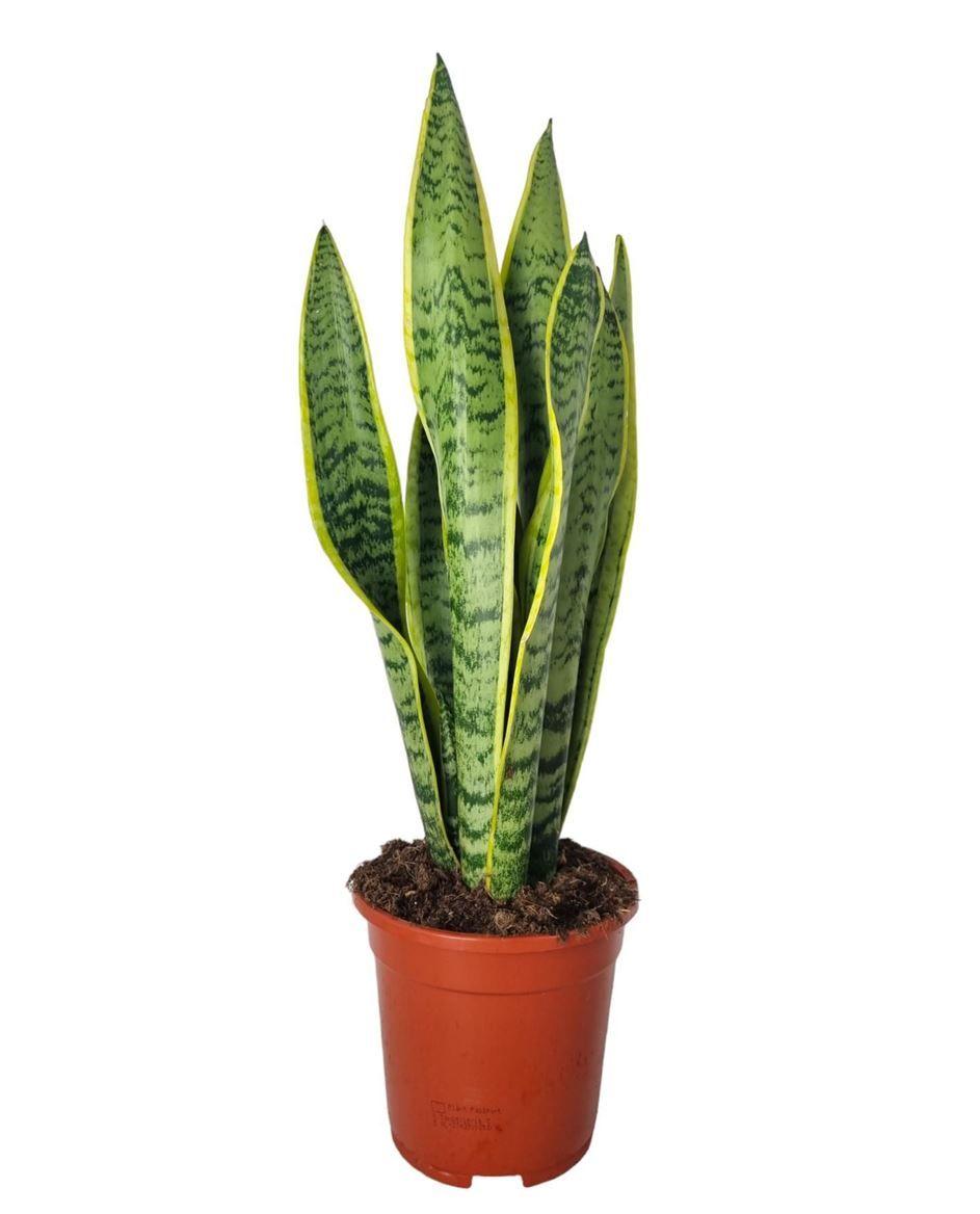 Горшечные цветы и растения оптом Sansevieria Laurentii от 6шт из Голландии с доставкой по России