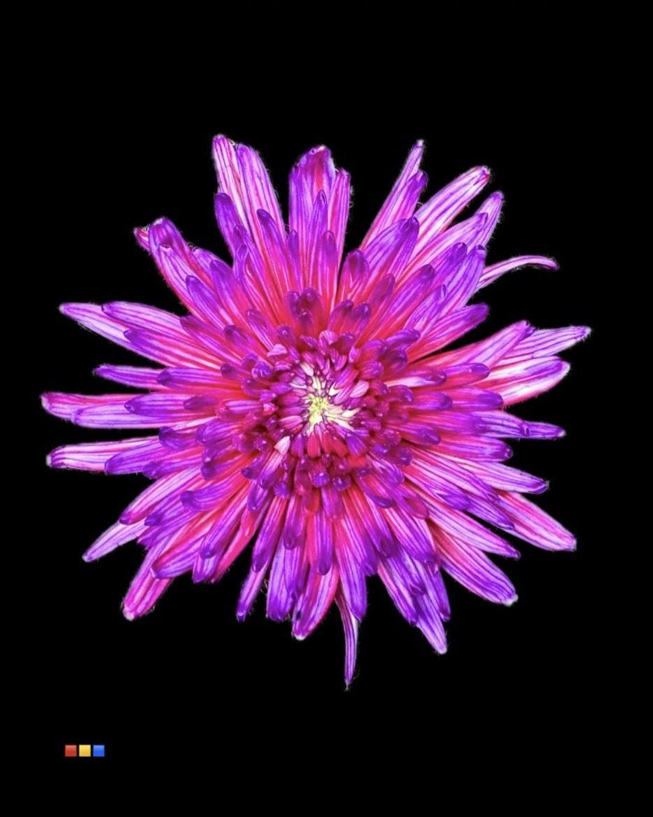 Срезанные цветы оптом Chrys bl paint topspin expression от 60шт из Голландии с доставкой по России