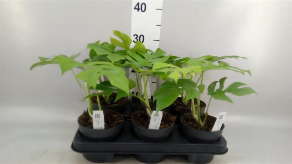 Горшечные цветы и растения оптом Monstera Delic. little Sister от 6шт из Голландии с доставкой по России Горшечные цветы и растения оптом Monstera Delic. little Sister от 6шт из Голландии с доставкой по России