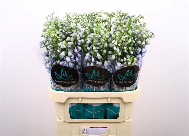 Срезанные цветы оптом Delphinium el guardian lavender от 60шт из Голландии с доставкой по России