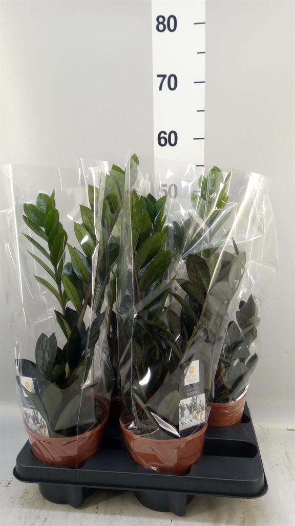 Горшечные цветы и растения оптом Zamioculcas Zamiifolia dowon от 4шт из Голландии с доставкой по России