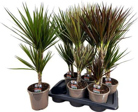 Горшечные цветы и растения оптом Drac Marginata 30-10 Mix от 6шт из Голландии с доставкой по России