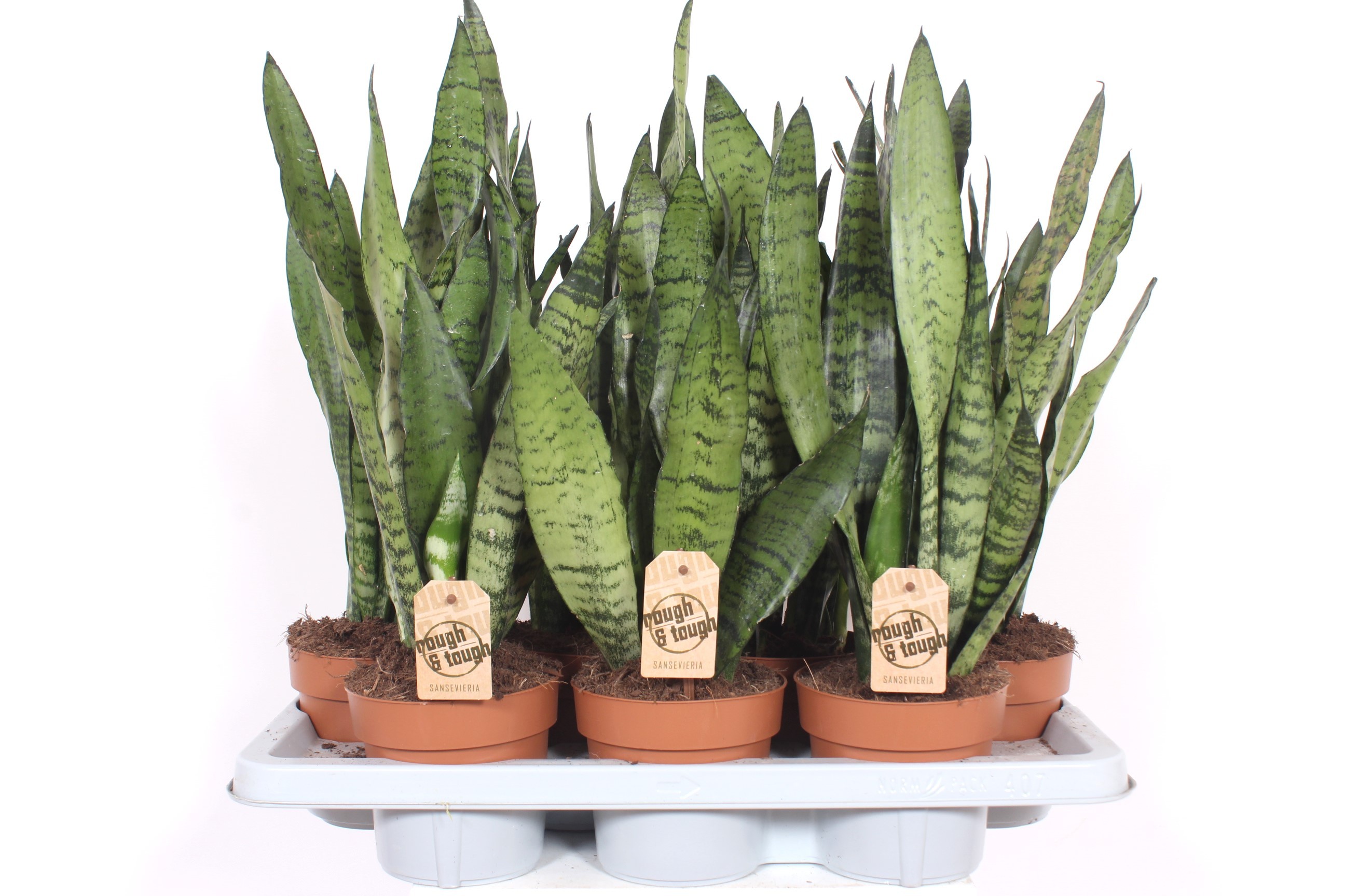 Горшечные цветы и растения оптом Sansevieria Zeylanica от 7шт из Голландии с доставкой по России