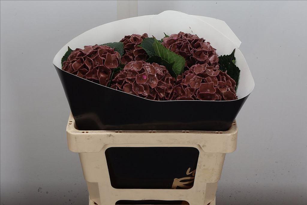 Срезанные цветы оптом Hydrangea wax classic pink от 5шт из Голландии с доставкой по России