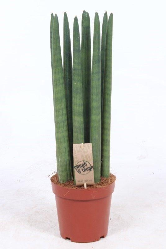 Горшечные цветы и растения оптом Sansevieria Straight от 6шт из Голландии с доставкой по России