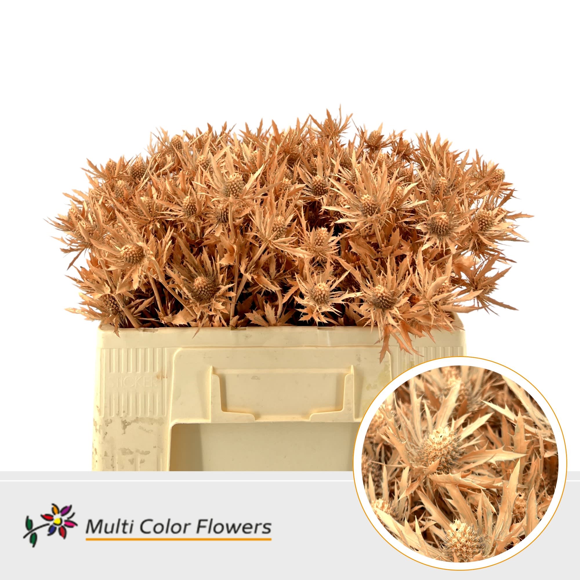 Срезанные цветы оптом Eryngium paint apricot от 60шт из Голландии с доставкой по России