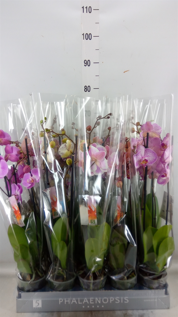 Горшечные цветы и растения оптом Phalaenopsis   ...mix  7 от 10шт из Голландии с доставкой по России