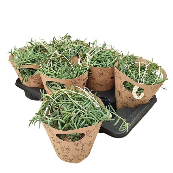 Горшечные цветы и растения оптом Senecio Radicans In Hanging Basket от 6шт из Голландии с доставкой по России