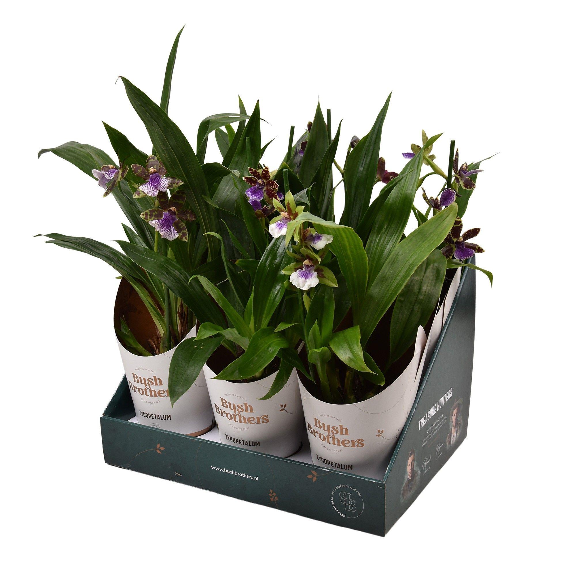 Горшечные цветы и растения оптом Zygopetalum 1st Stem Showbox 4fl от 6шт из Голландии с доставкой по России