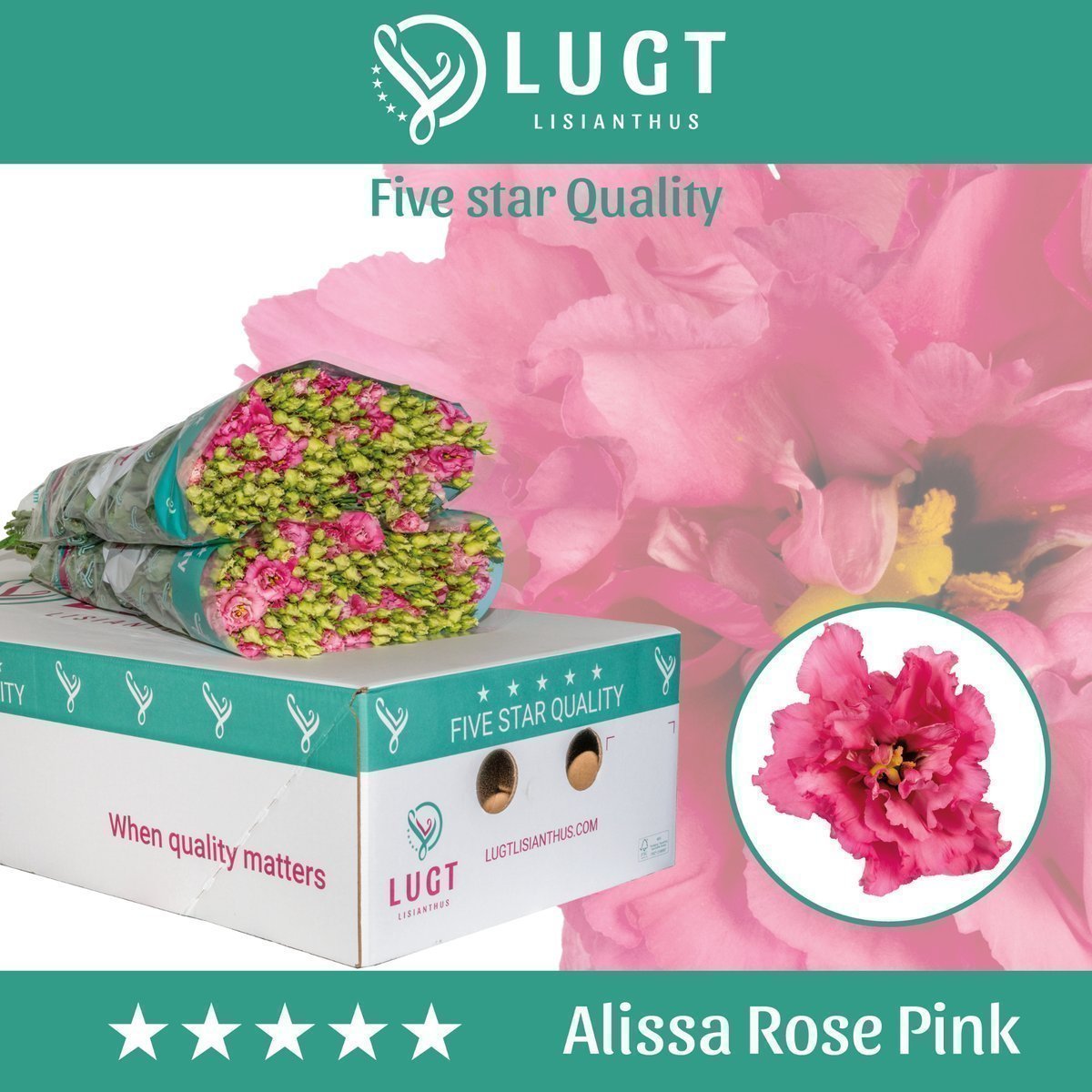 Срезанные цветы оптом Lisianthus do alissa rose pink от 140шт. из Голландии с доставкой по России