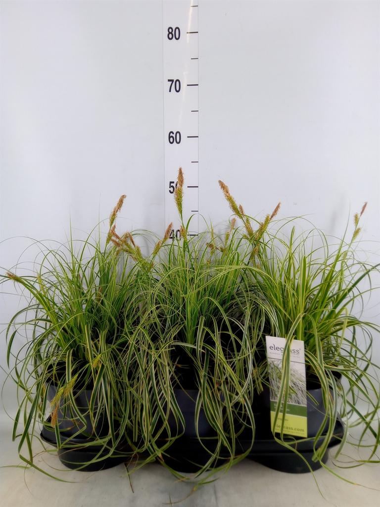 Горшечные цветы и растения оптом Siergras   ...              [grass] от 3шт из Голландии с доставкой по России