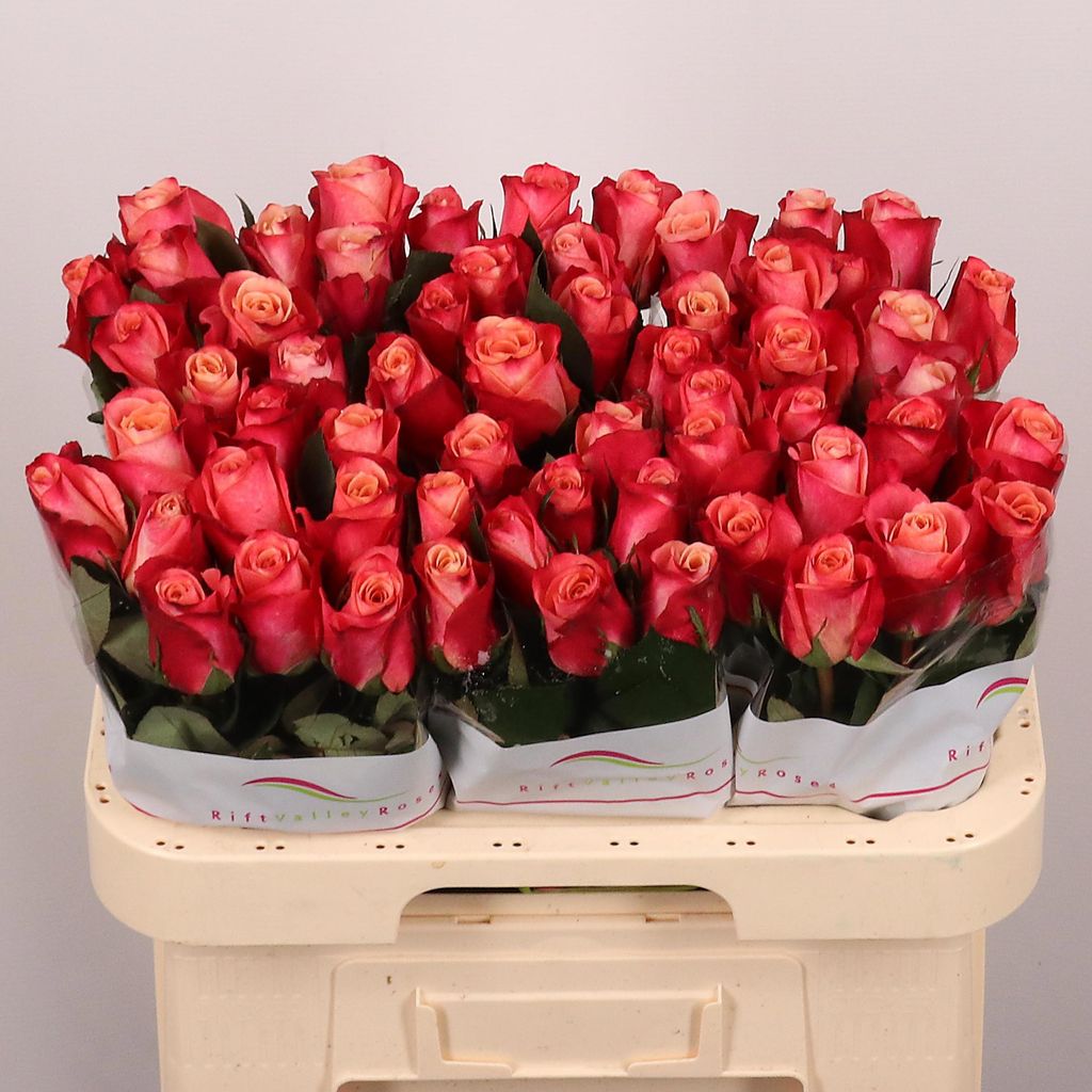 Срезанные цветы оптом Rosa large helene от 60шт.. из Голландии с доставкой по России