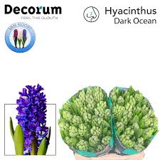 Срезанные цветы оптом Hyacinthus dark ocean от 50шт из Голландии с доставкой по России