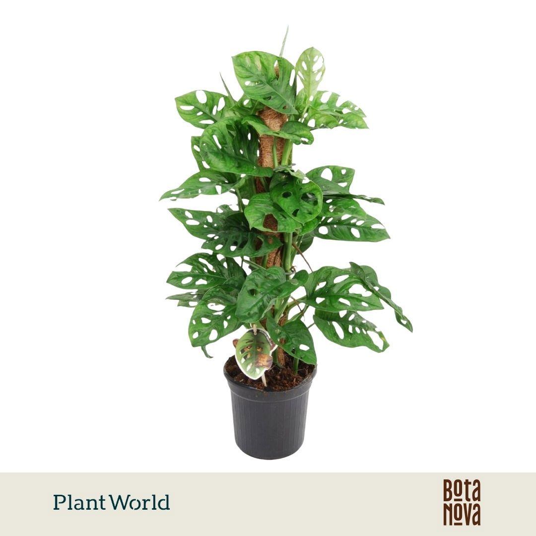 Горшечные цветы и растения оптом Monstera Obliqua Monkey Leaf Mosspole от 6шт из Голландии с доставкой по России