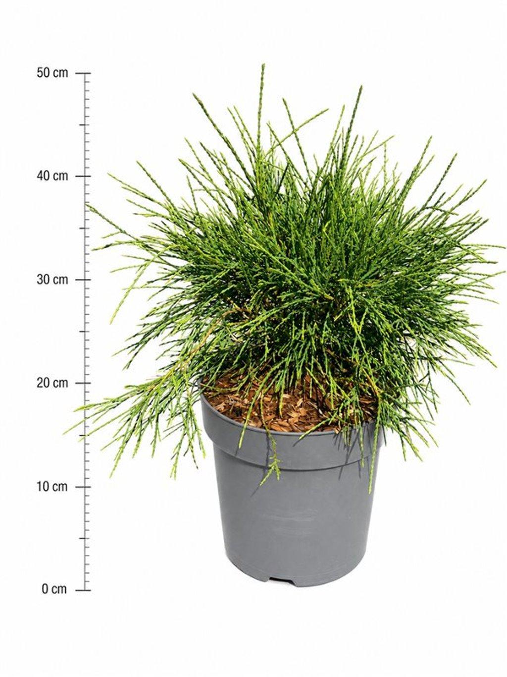 Горшечные цветы и растения оптом Thuja Occ Filiformis от 1шт из Голландии с доставкой по России