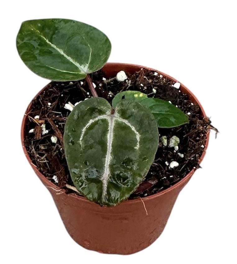 Горшечные цветы и растения оптом Anthurium Zara X Michelle X Red Crystallinum от 1шт (для телеги) из Голландии с доставкой по России