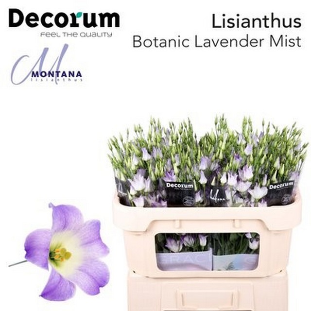Срезанные цветы оптом Lisianthus si botanic lavender от 40шт из Голландии с доставкой по России
